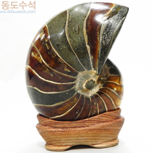 암모니아라이트