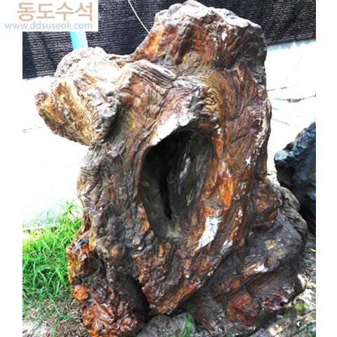 음석바위(나무화석)