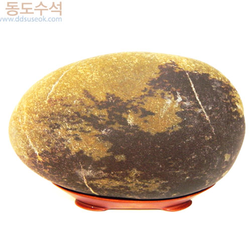 정자와나무