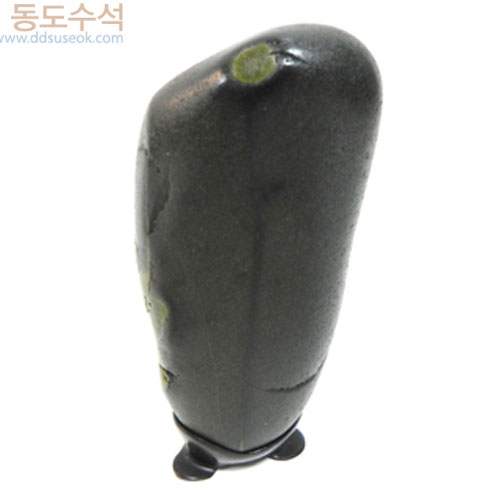 해바라기
