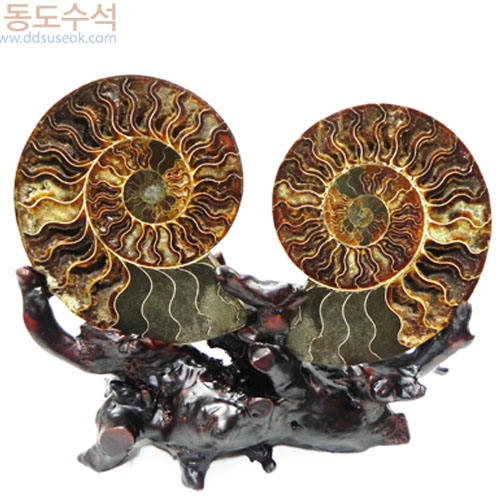 암모니아라이트