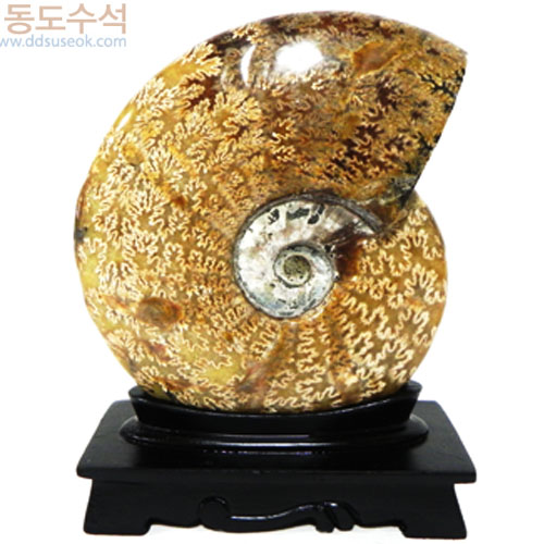 암모니아라이트