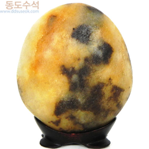 나무와태양