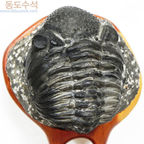 삼엽충화석