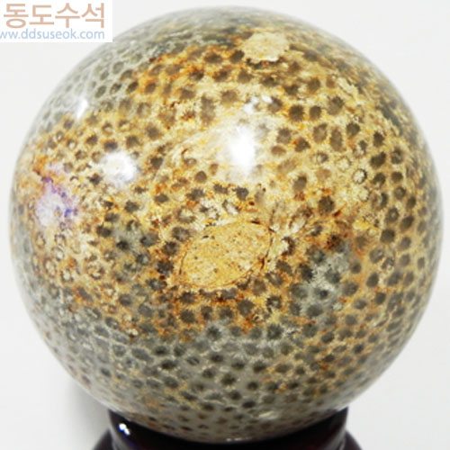 산호화석(구)
