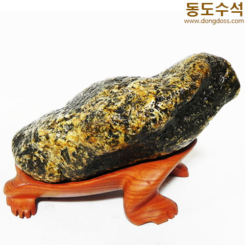 황금너구리