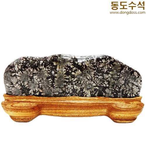 분홍소국화