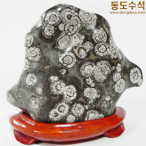 실단국화