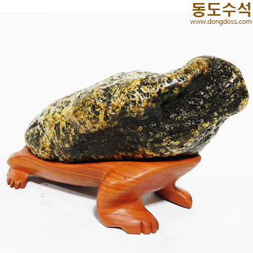 황금너구리
